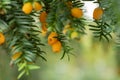 Yellow-aril yew Taxus baccata Lutea yellow berries in close-up Royalty Free Stock Photo